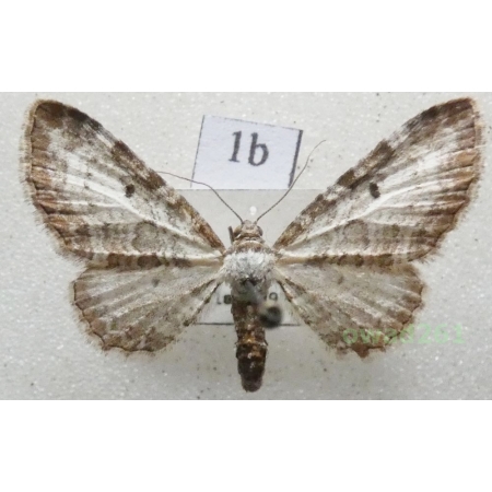 Eupithecia succenturiata (Linnaeus, 1758) Czech1b